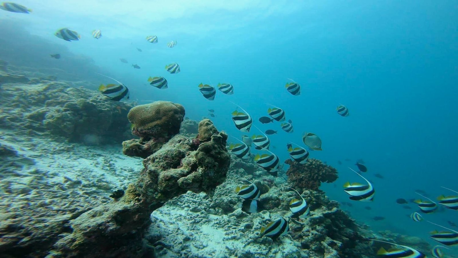 A coral reef slope in clear water off Dhangethi